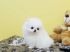 ^%$#evlat edinmek iin sper kk akc oyuncak pomeranian